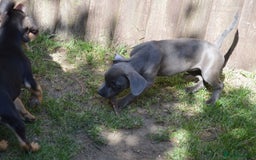 Mixed Breed dogs for sale: Mixed Breed Pups - Image 2