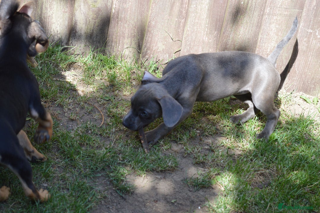 Mixed Breed dogs for sale: Mixed Breed Pups - Image 2