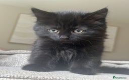 Mixed Breed cats for sale: 1 black male remaining - Image 2