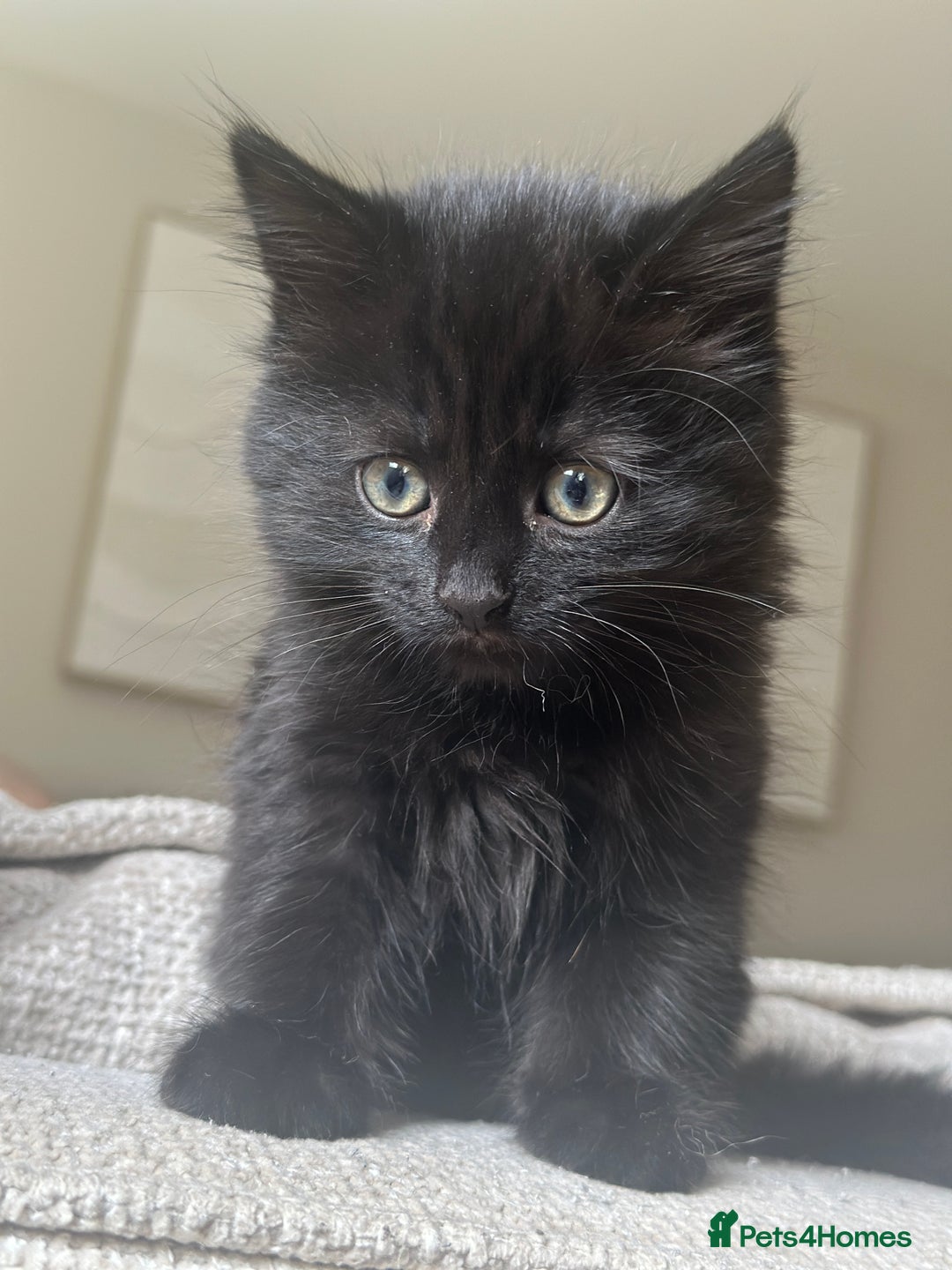 Mixed Breed cats for sale: 1 black male remaining - Image 2