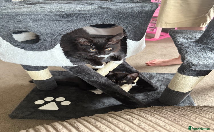 Mixed Breed cats - Advert 1