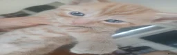 Mixed Breed cats for sale: beautiful ginger and black cats almost ready  - Advert 6