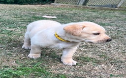 Labrador Retriever dogs for sale: Golden Labrador Puppies for Sale - Image 14