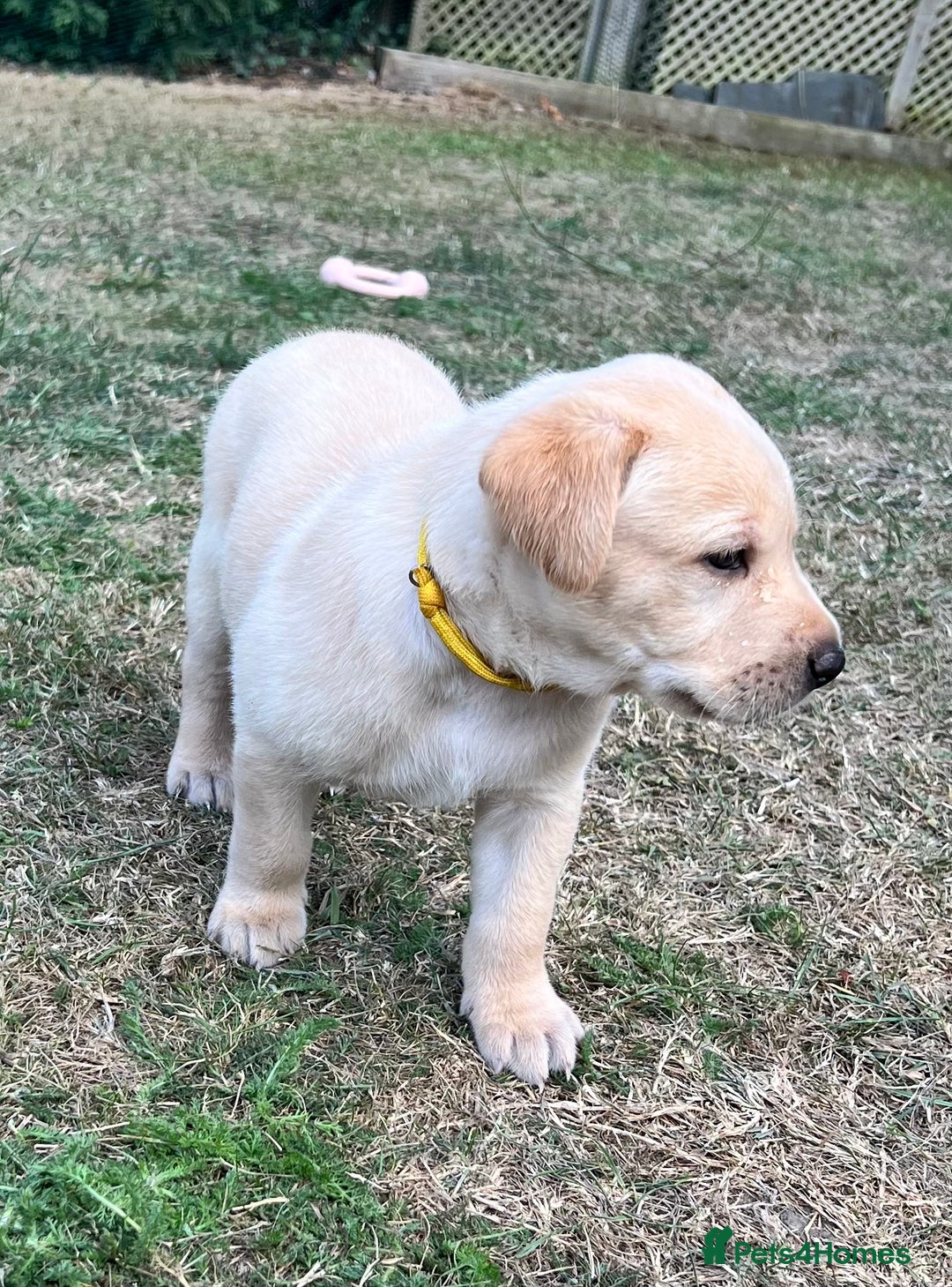 Labrador Retriever dogs for sale: Golden Labrador Puppies for Sale - Image 14