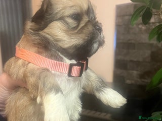 Lhasa Apso dogs KC Registered Lhasa Apso Puppies For Sale - Advert 17