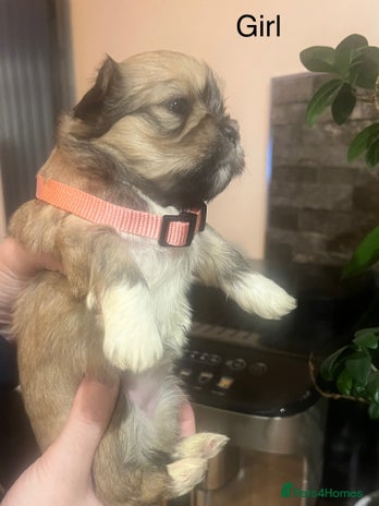 Lhasa Apso dogs KC Registered Lhasa Apso Puppies For Sale - Advert 1