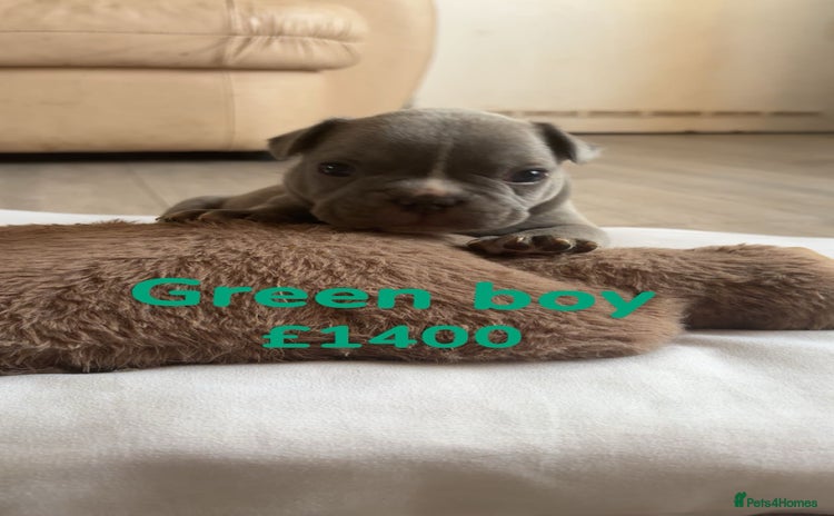 French Bulldog dogs - Advert 1