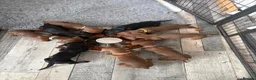 Dachshund dogs for sale: Stunning standard dachshund puppies  - Advert 2