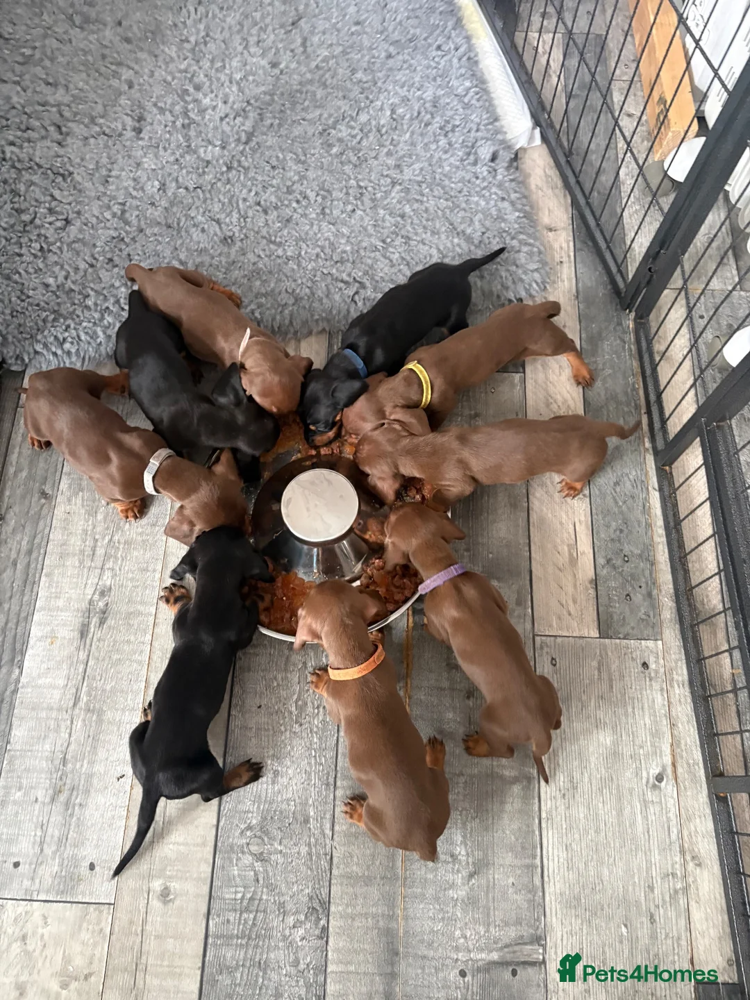 Dachshund dogs for sale: Stunning standard dachshund puppies  - Advert 2