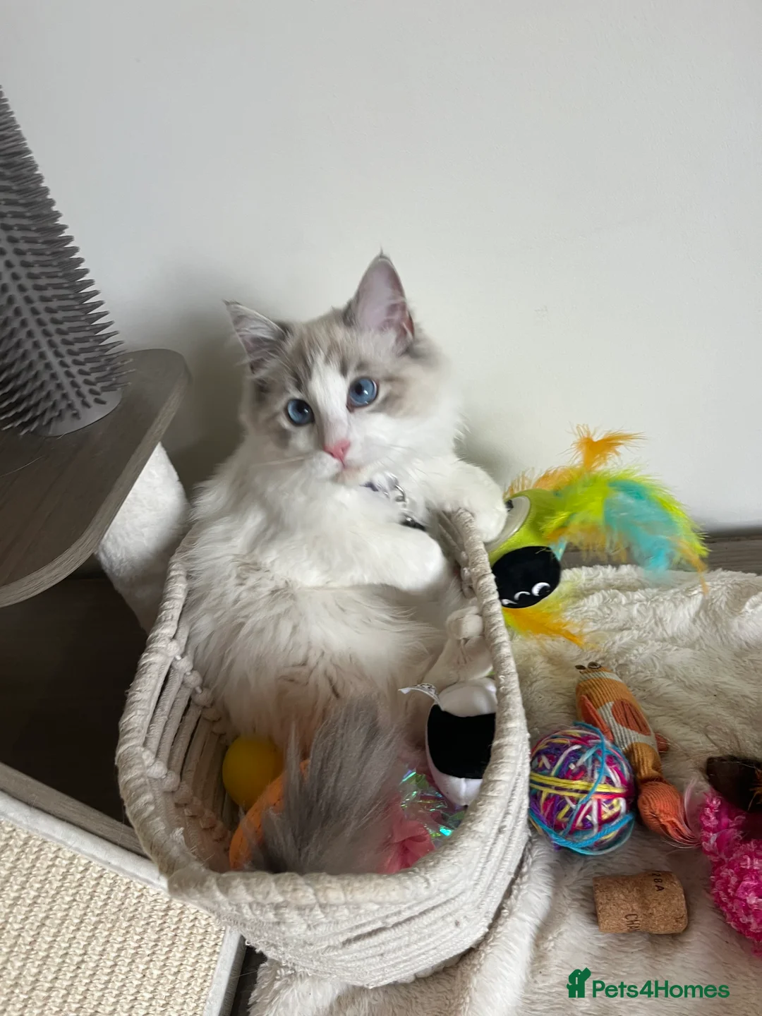 Ragdoll cats for stud: Friendly Stud Cat Available 🩵 - Advert 5