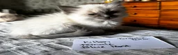 Ragdoll cats for sale: Beautiful Ragdoll kittens - Advert 10