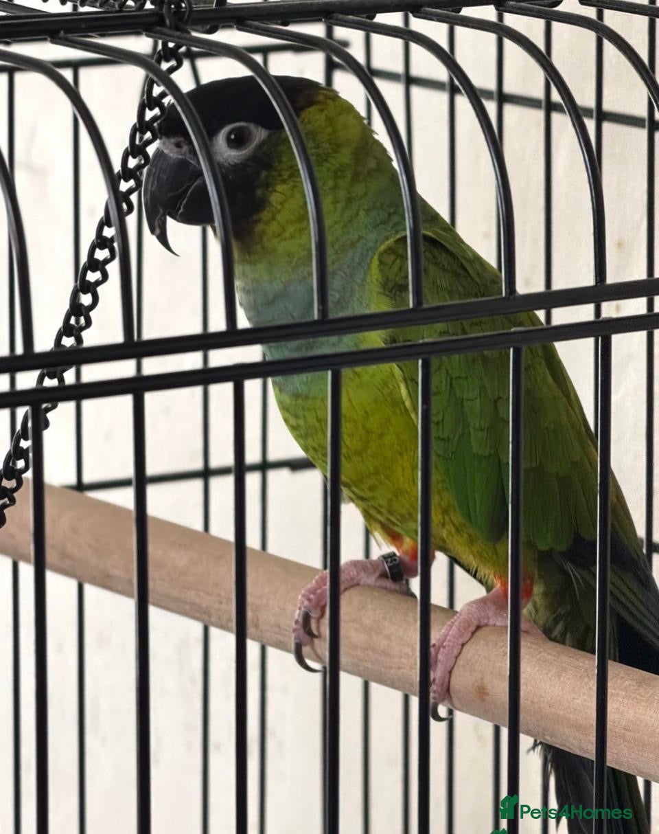 Conures birds Black Capped Conure – Needs Experienced Home - Advert 1