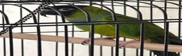 Conures birds for sale: Black Capped Conure – Needs Experienced Home - Advert 1