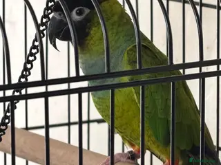Conures birds Black Capped Conure – Needs Experienced Home - Advert 1