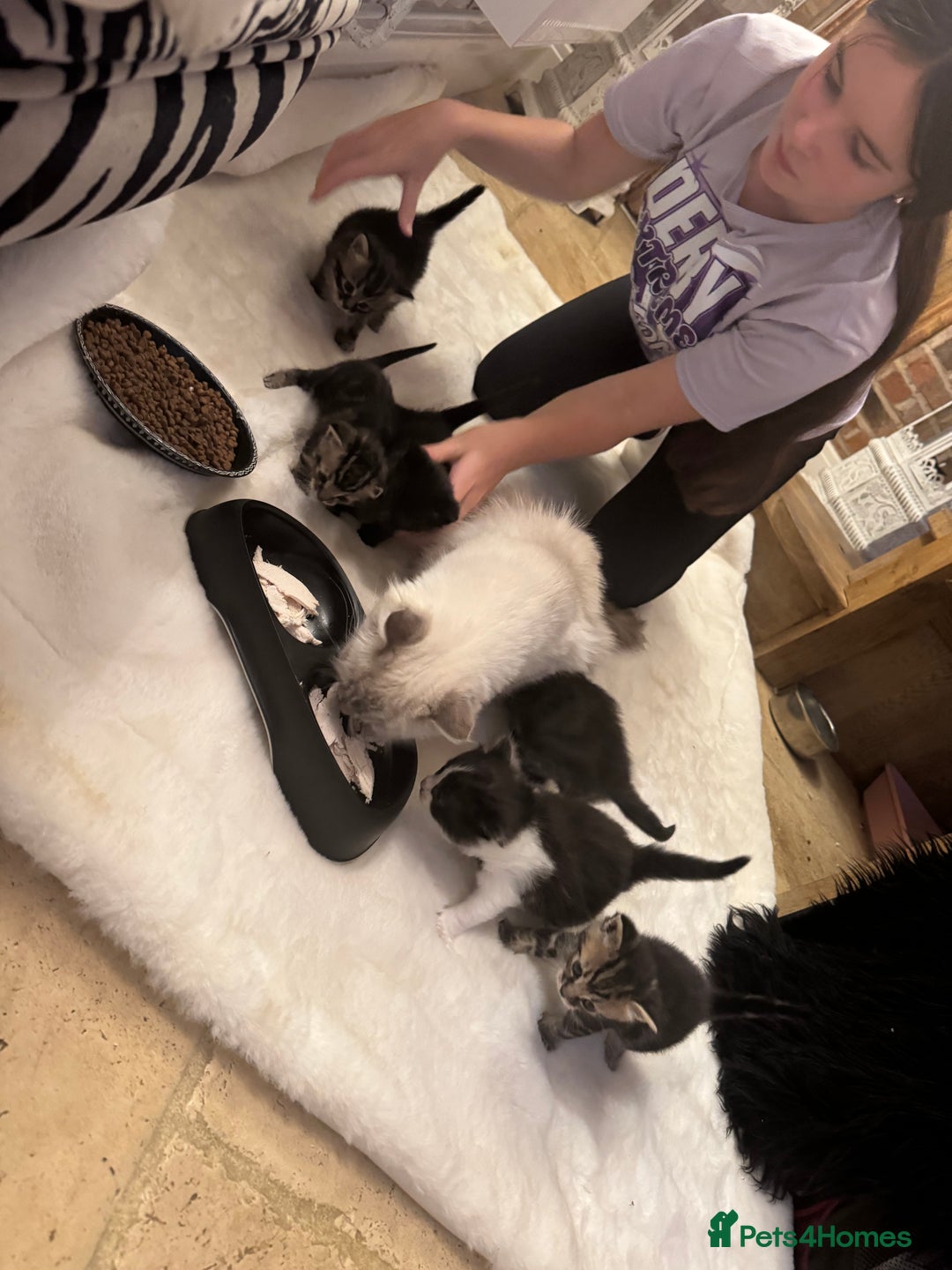 Ragdoll cats for sale: Half ragdoll stunningly marked kittens  - Image 7