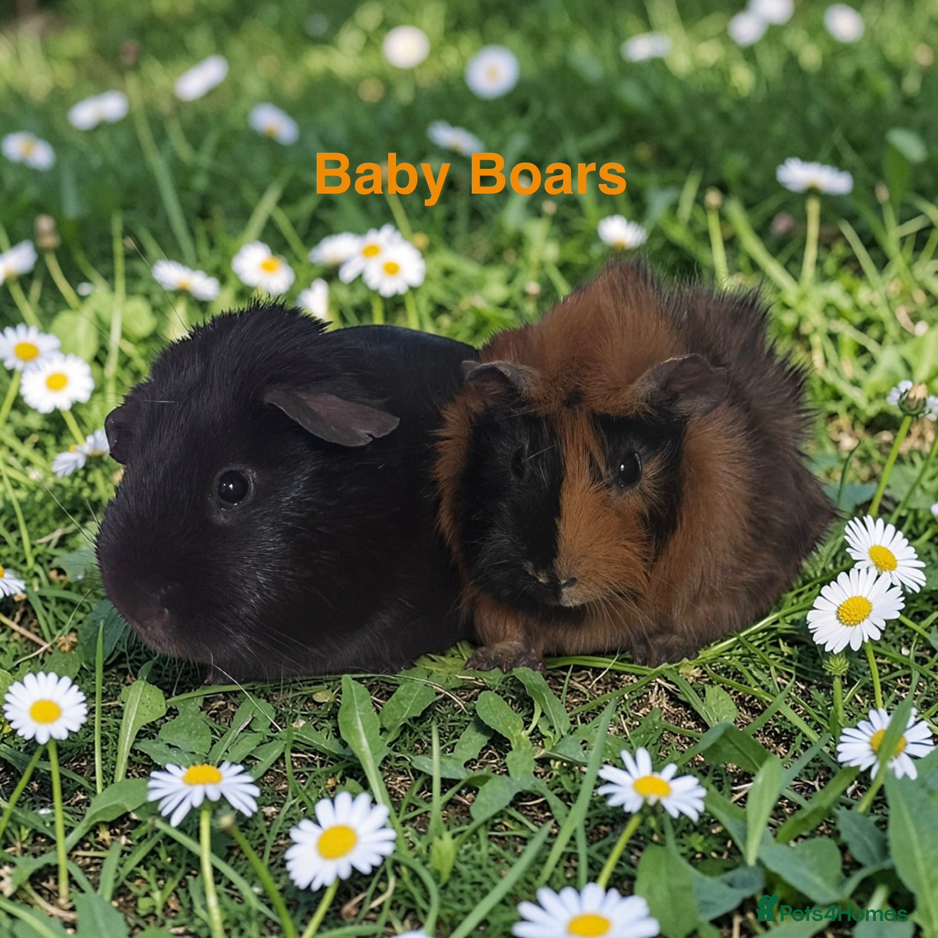 Guinea Pig rodents Guinea pigs lots of Young Show Sows and Boars  - Advert 2