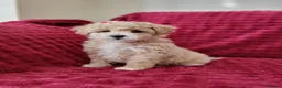 Poochon dogs for sale: Poochon READY TO GO - Advert 37