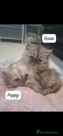 Persian cats - Advert 3