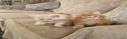 Maine Coon cats for sale: GCCF quality maine coon kittens - Advert 2