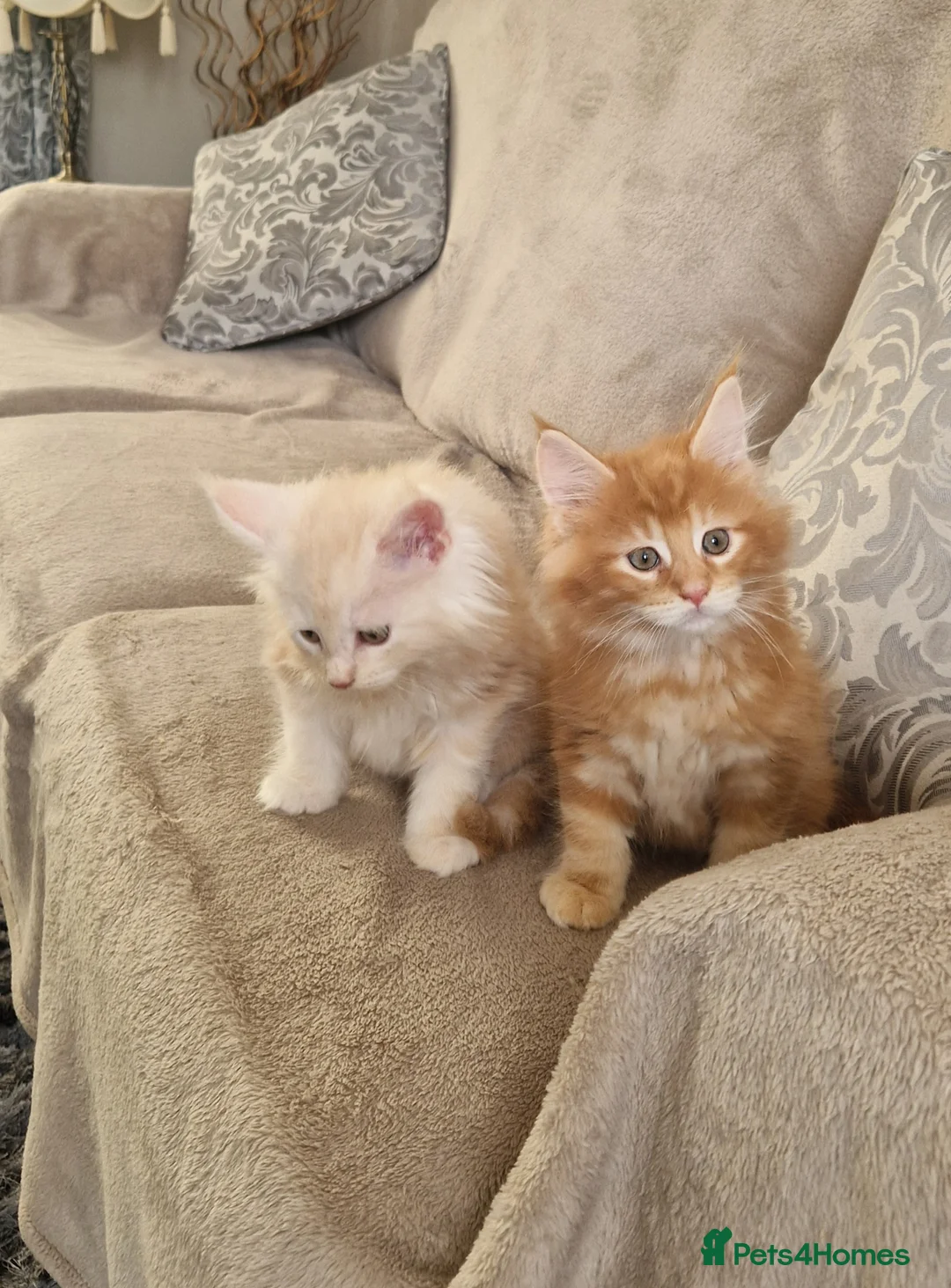 Maine Coon cats for sale: GCCF quality maine coon kittens - Advert 2