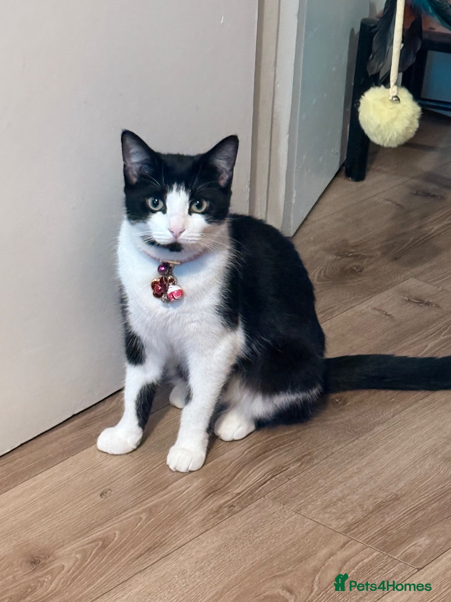 Mixed Breed cats 4 lovely kittens looking for loving & caring home - Advert 3