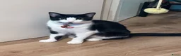 Mixed Breed cats for sale: 4 lovely kittens looking for loving & caring home in Luton - Advert 1