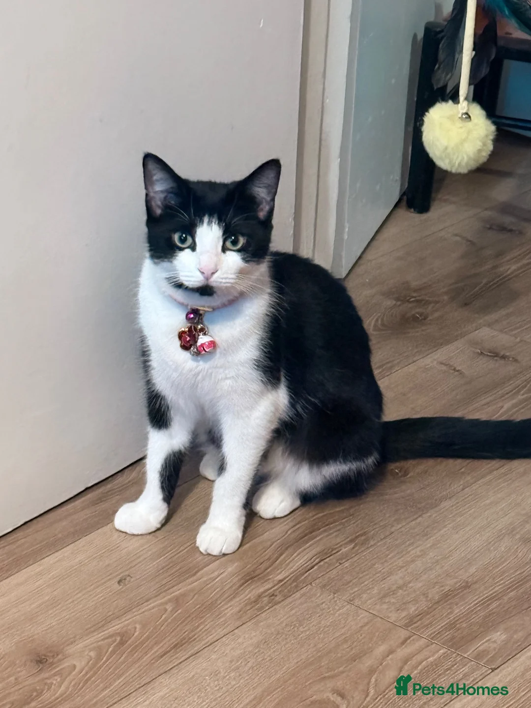 Mixed Breed cats for sale: 4 lovely kittens looking for loving & caring home in Luton - Advert 1