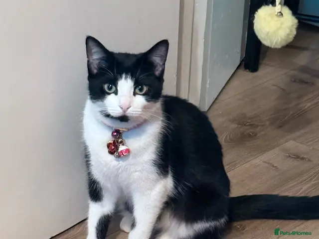 Mixed Breed cats for sale: 3 lovely kittens looking for loving & caring home - Advert 17