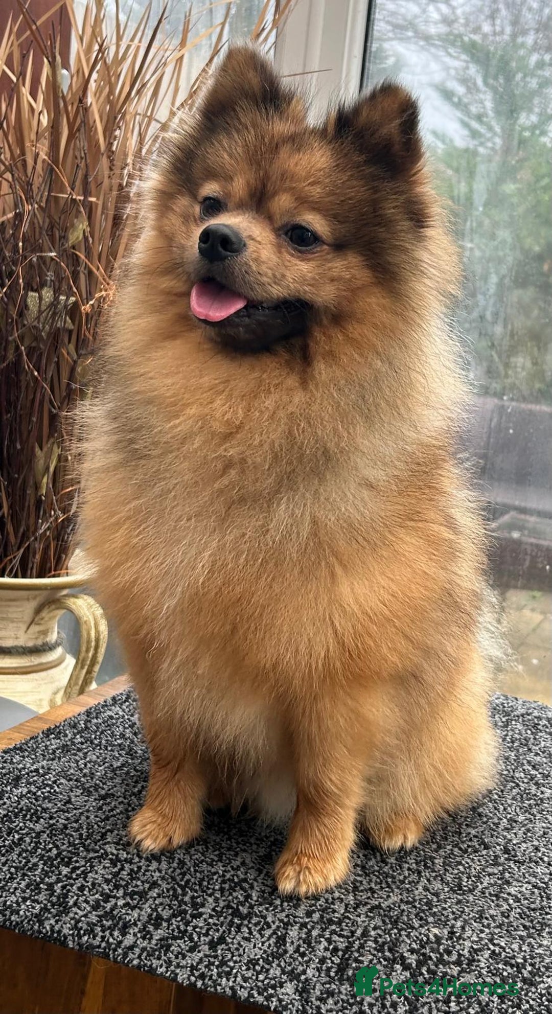 Pomeranian dogs for sale: Very fluffy Orange Sable Pomeranian boy  - Advert 7