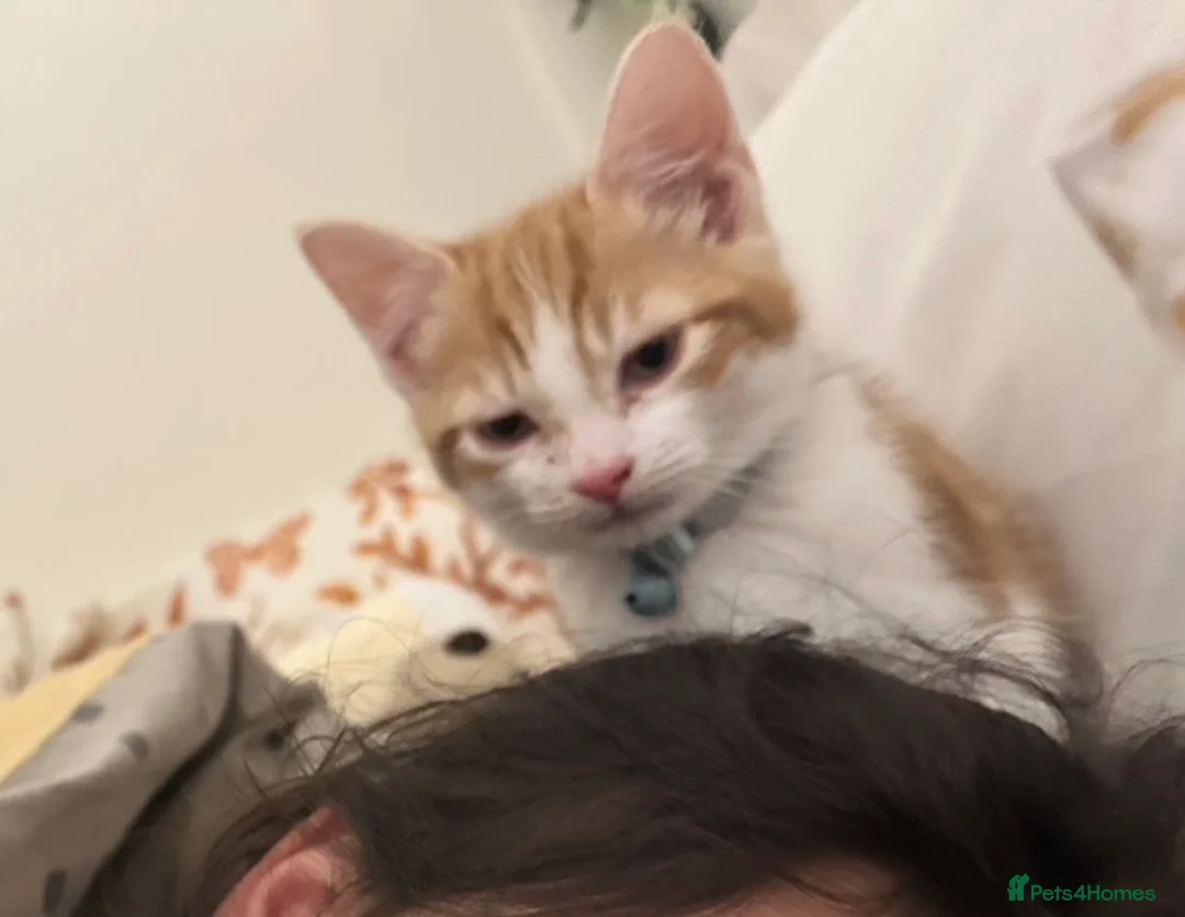 Mixed Breed cats for sale: Lovely Maine Coon mix kitten  - Advert 4