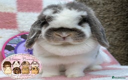 Mini Lop rabbits for sale: Adult Mini Lop Doe’s  - Image 4