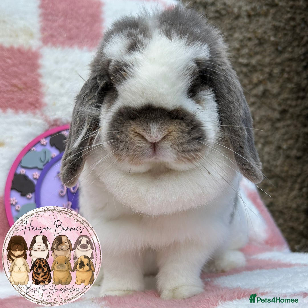 Mini Lop rabbits for sale: Adult Mini Lop Doe’s  - Image 4