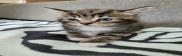 Mixed Breed cats for sale: Lovely Tabby Kittens  - Advert 7