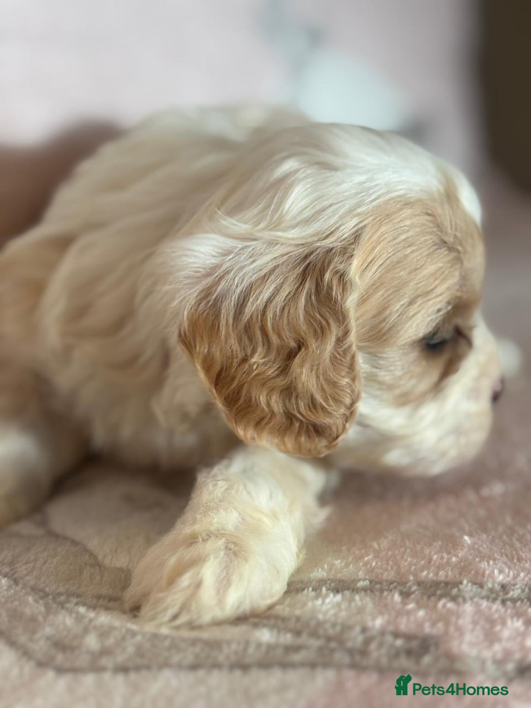 Cavapoo dogs for sale: Stunning Cavapoo puppies from family home  - Advert 27