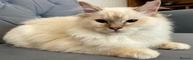 Seal lynx mitted