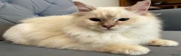 Ragdoll cats for sale: Registered Ragdoll Kittens - Advert 9