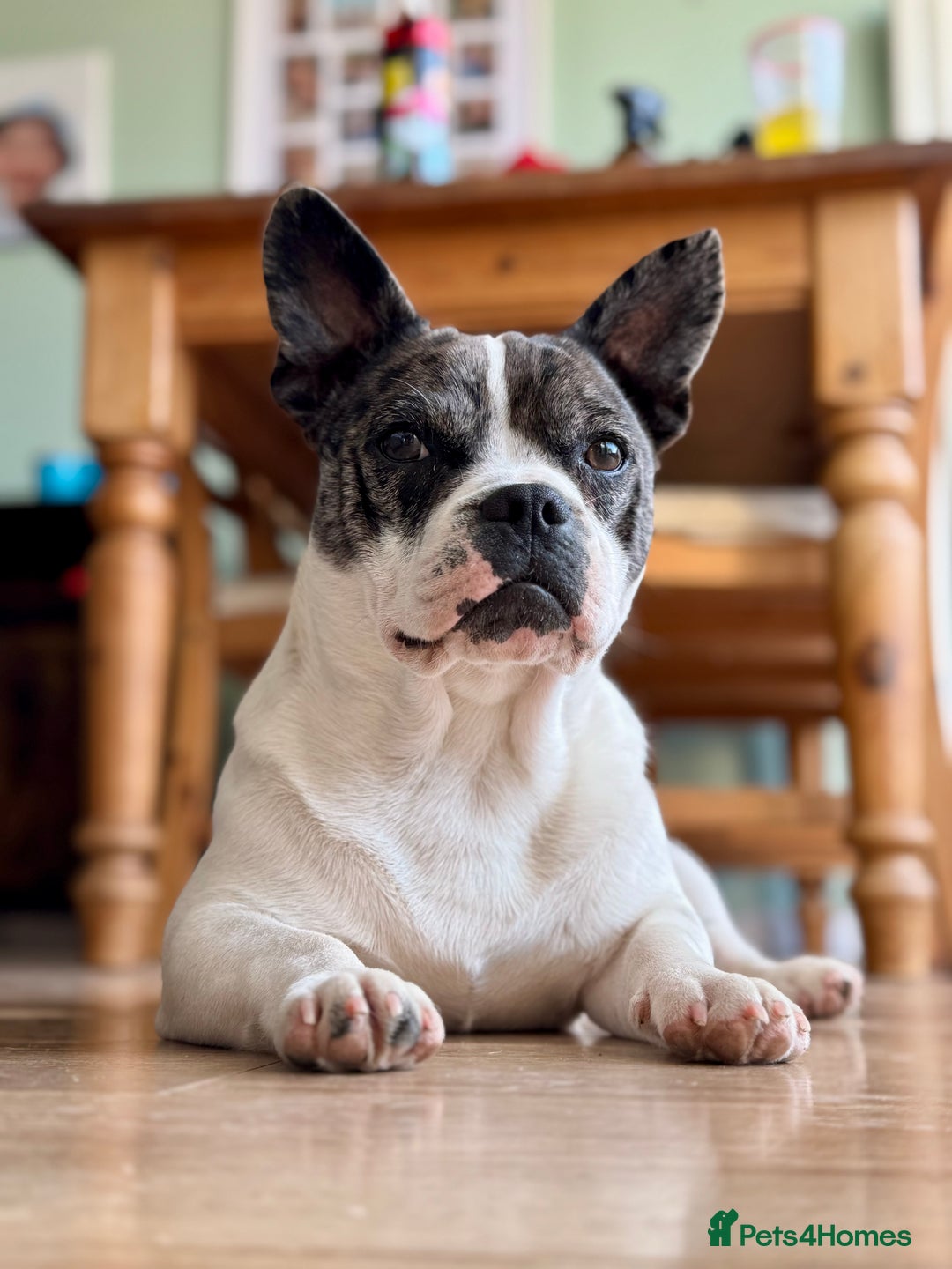 Mixed Breed dogs for sale: 15 month old male Frenchie/pug available  - Advert 8