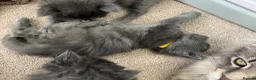 Maine Coon cats for sale: Stunning TICA Russian Maine Coon 1 left! - Advert 12