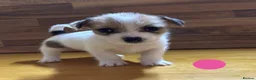 Mixed Breed dogs for sale: **Gorgeous Jack Russell × Bichon Frise Puppies - Advert 11
