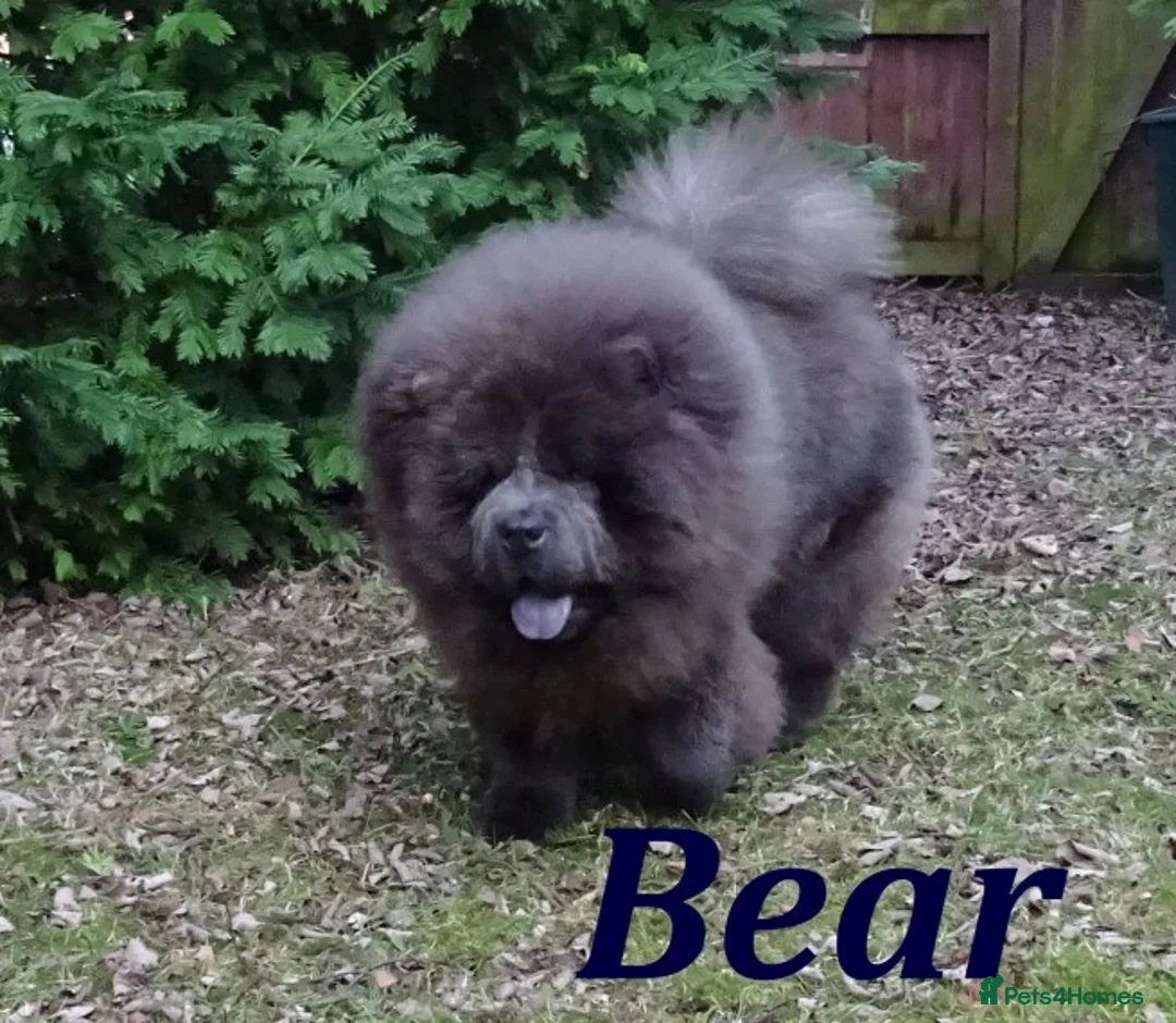 Chow Chow dogs for stud: blue chow now at stud, kc reg. proven in Wingate - Advert 2
