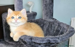 Scottish Fold cats for sale: READY NOW - TICA - SCOTTISH STRAIGHT BOY, NY12. - Image 24
