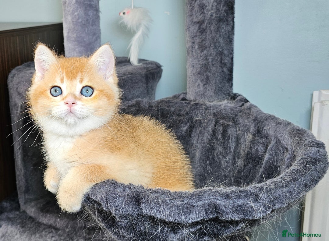 Scottish Fold cats for sale: READY NOW - TICA - SCOTTISH STRAIGHT BOY, NY12. - Image 24
