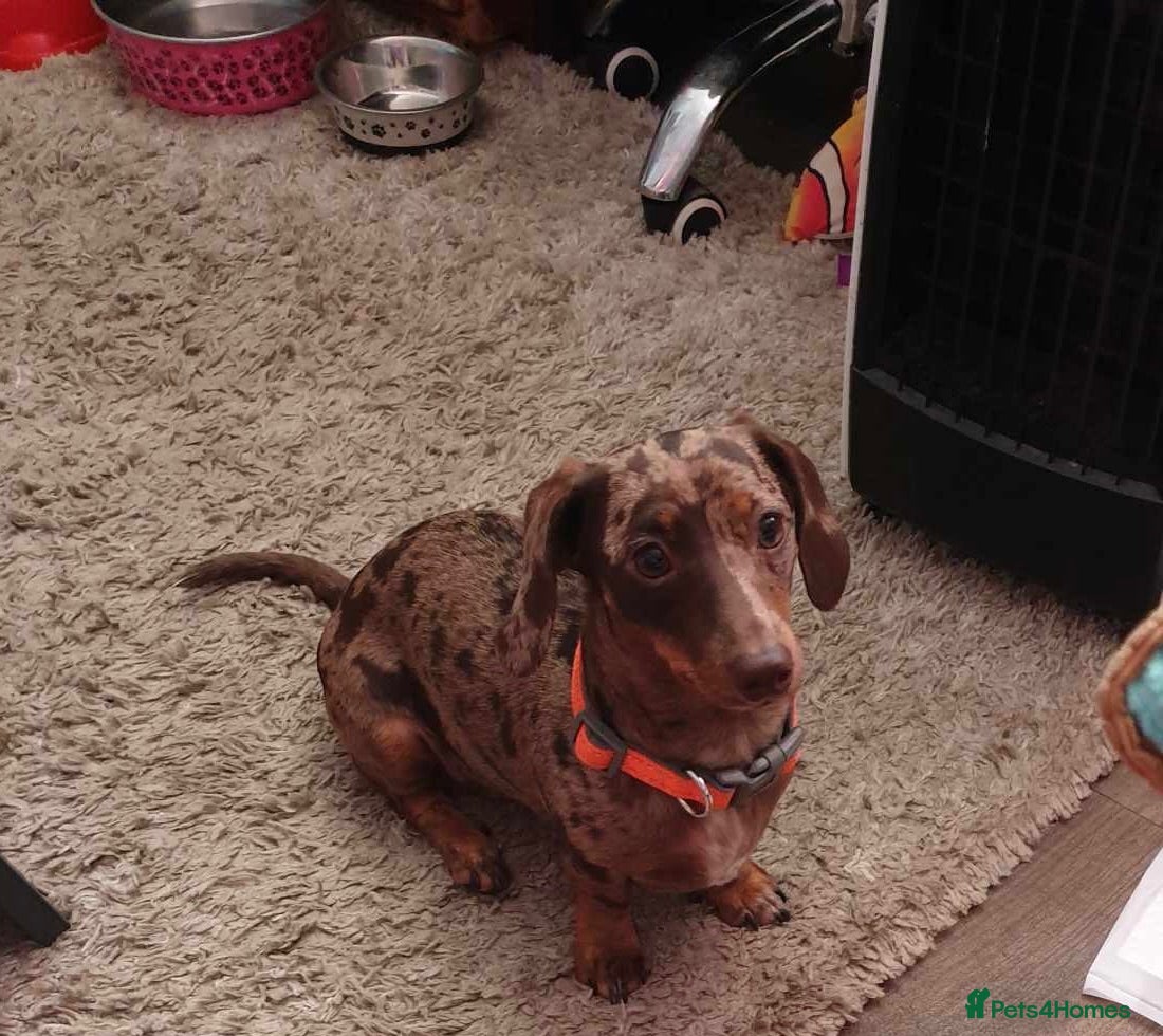 Miniature Dachshund dogs Miniature datchsund male  - Advert 16