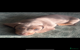 Miniature Dachshund dogs for sale: Beautiful Isabella tan puppies for sale  - Image 4
