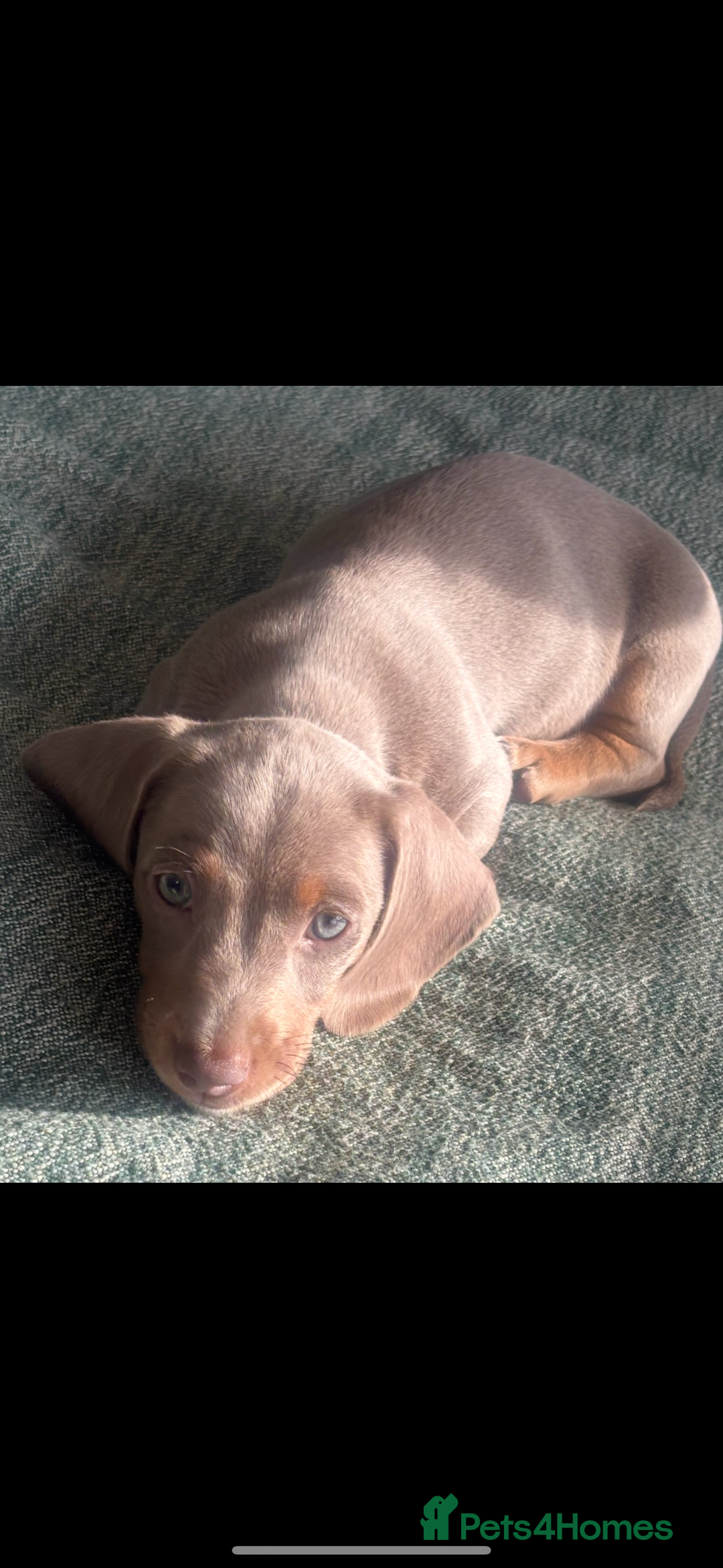 Miniature Dachshund dogs for sale: Beautiful Isabella tan puppies for sale  - Image 4
