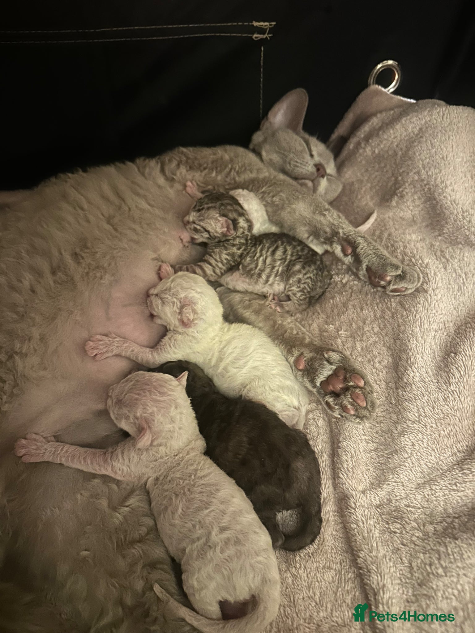 Devon Rex cats Beautiful GCCF Registered Devon Rex Kittens - Advert 2