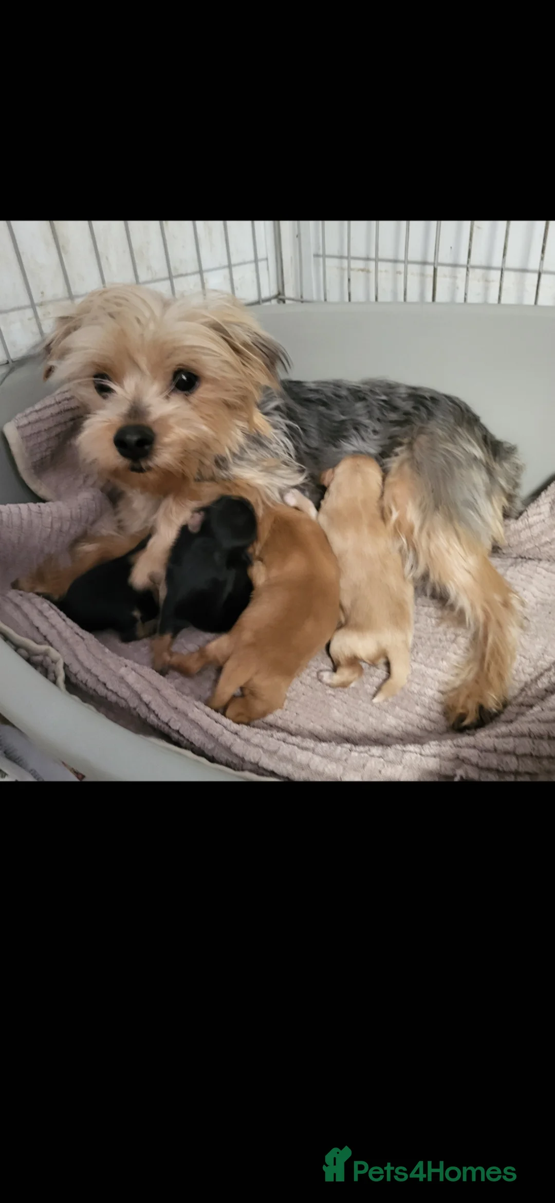 Morkie dogs for sale: Morkie puppies 5 🌟 licence breeder  - Advert 2