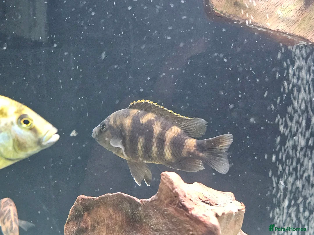 Cichlids fish for sale: African Cichlids for sale - Advert 14