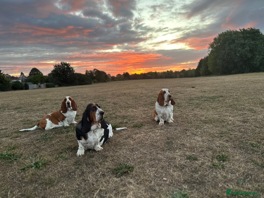 Basset Hound dogs for sale: Basset Hound Puppies - Image 7