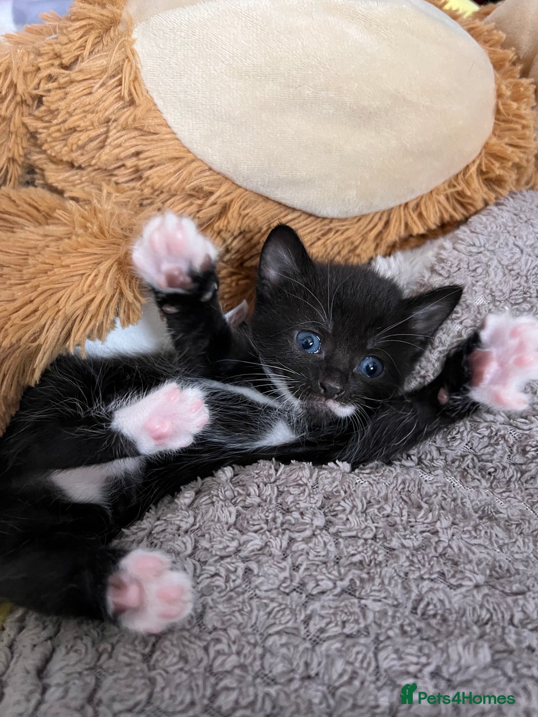Mixed Breed cats for sale: Kittens for Sale £185 - Image 8